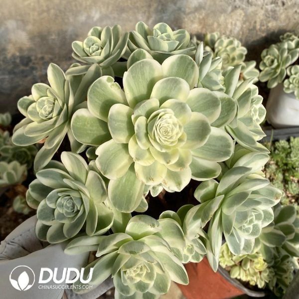 onsale272.jpeg Aeonium Greenovia Variegated Clustering - Image 1