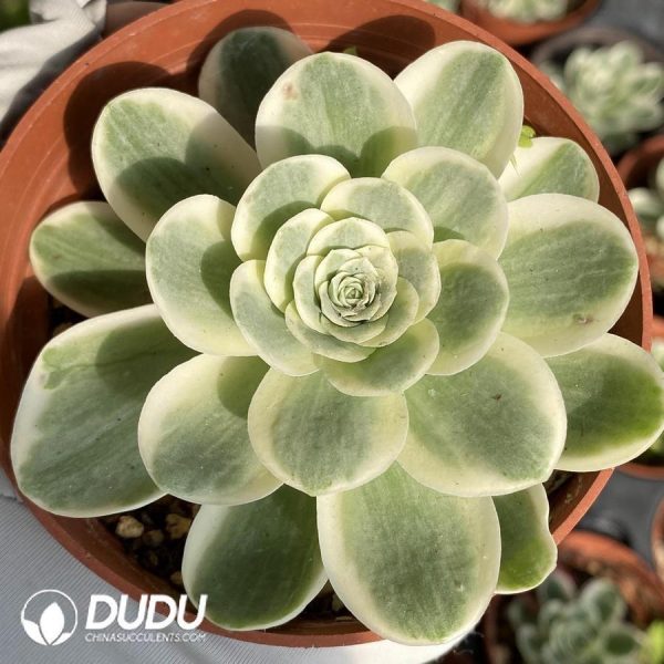 Aeonium Greenovia Variegated - Image 1