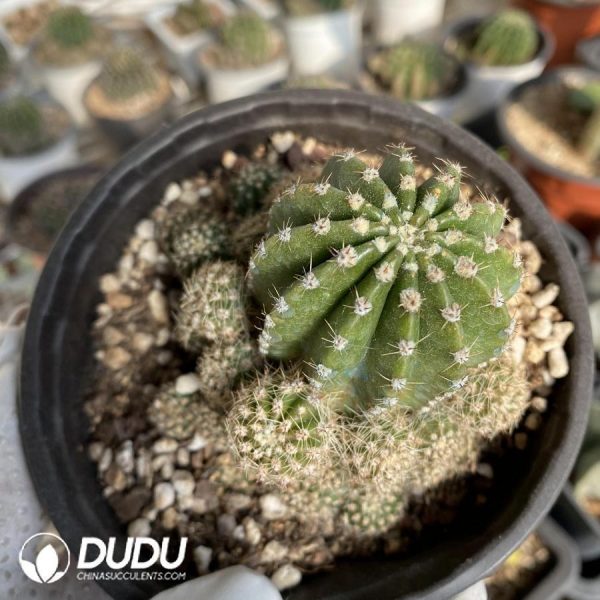 Cactus-Echinopsis Eyriesii - Image 1