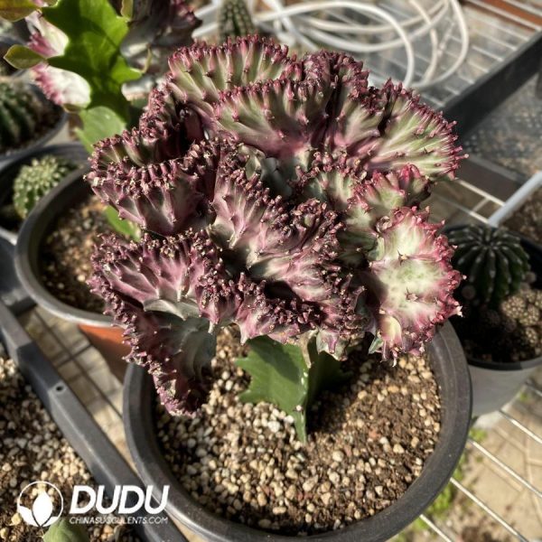 Euphorbia Lactea F. - Image 1