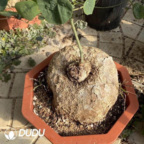 Stephania Erecta - Image 1