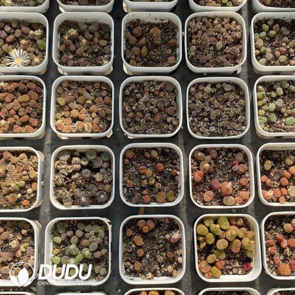 onsale280.jpeg Conophytum Mixed collocation - Image 1