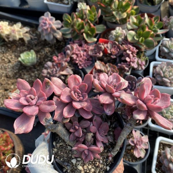 Graptoveria Mrs Richards Variegated Clustering - Image 1