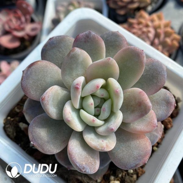 Echeveria  Orange Monroe Variegated - Image 1