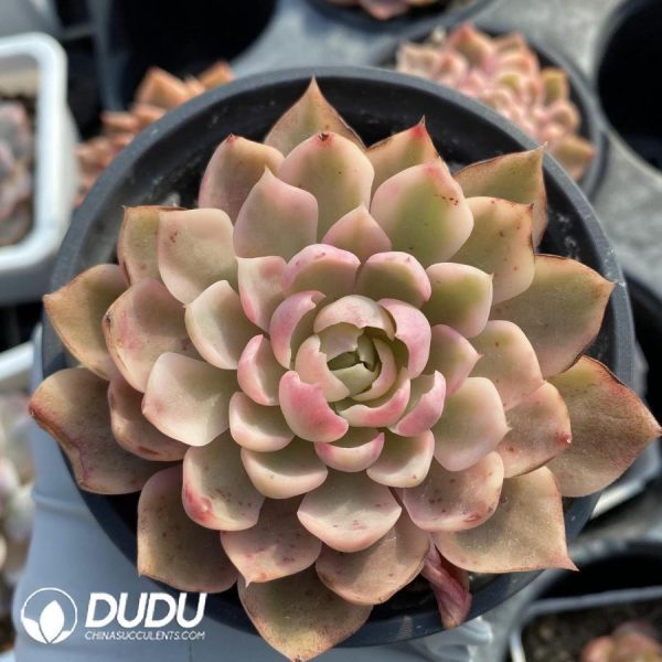 Echeveria Desert Rose Variegated - Image 1