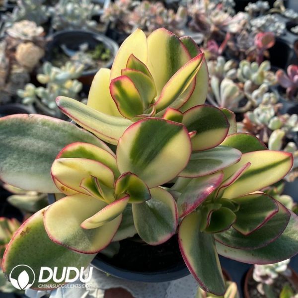 Crassula Argentea Tricolor Jade Variegated - Image 1