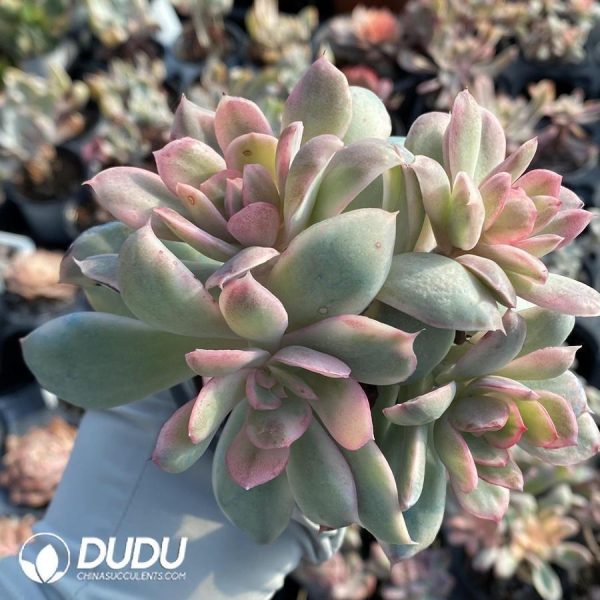 Echeveria Luella variegated Clustering - Image 1