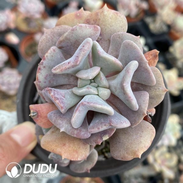 onsale29.jpeg Echeveria Exotic - Image 1