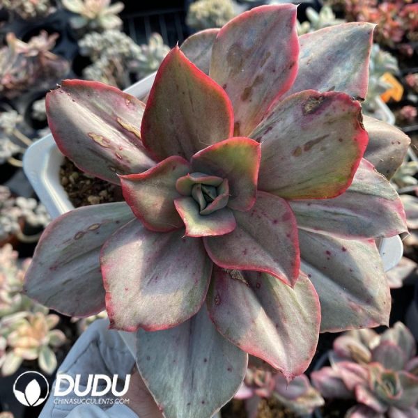 Echeveria Guqin Variegated - Image 1