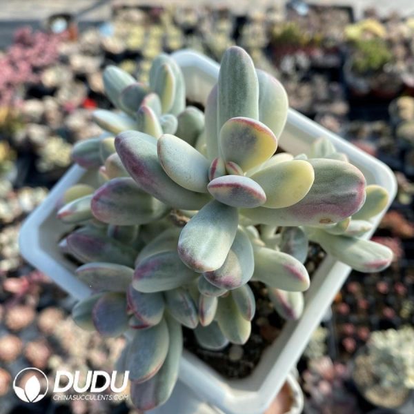 Cotyledon Orbiculata Variegated Clustering - Image 1