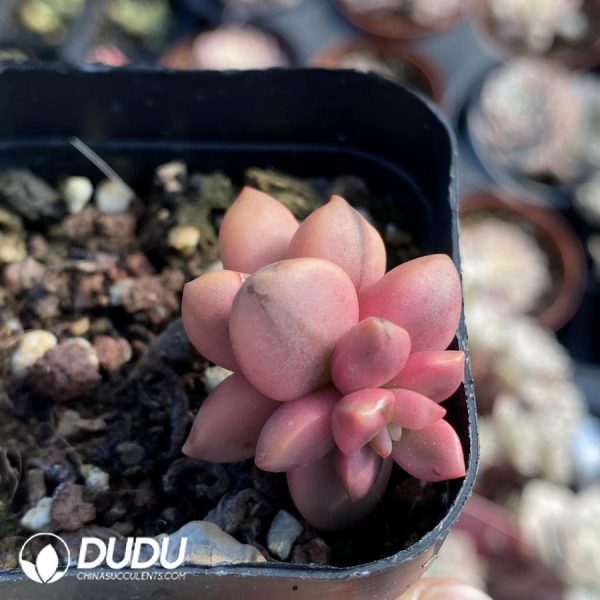 Echeveria Black Beauty Variegated - Image 1