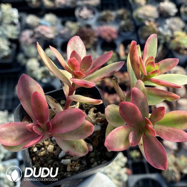 Crassula Dejecta Variegated - Image 1