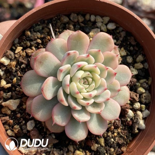 Echeveria Minima Variegated - Image 1