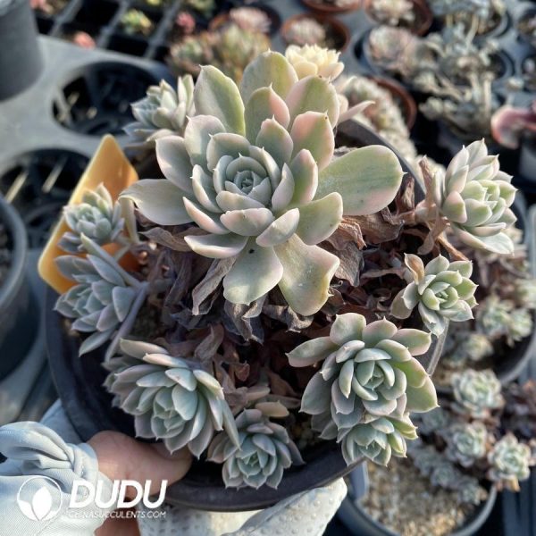 Echeveria runyonii variegated - Image 1