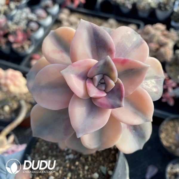 Graptopetalum Purple Delight - Image 1