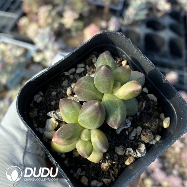 Pachyphytum Chiyoda Variegated - Image 1