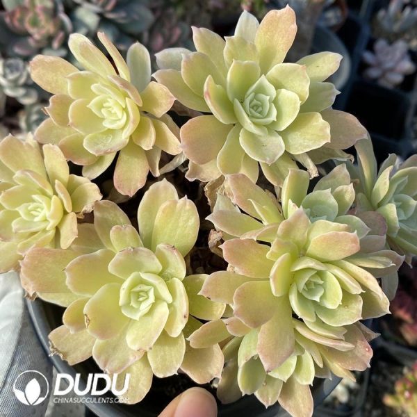 Echeveria Lemon Rose - Image 1