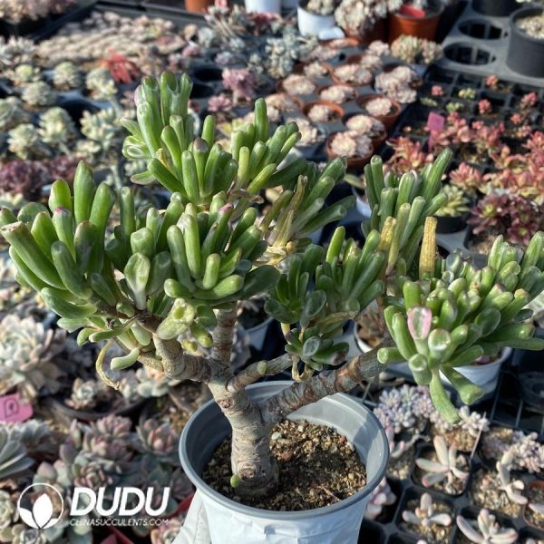 Crassula Ovata Gollum Variegated Big Size - Image 1