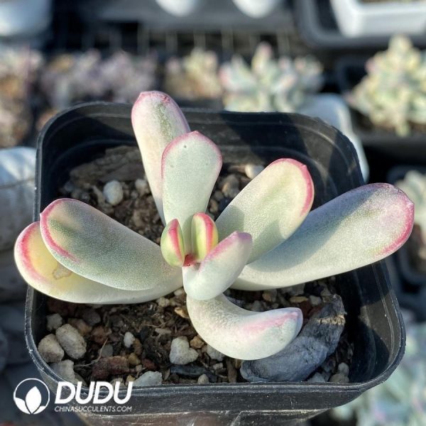 Cotyledon Orbiculata. Variegated - Image 1