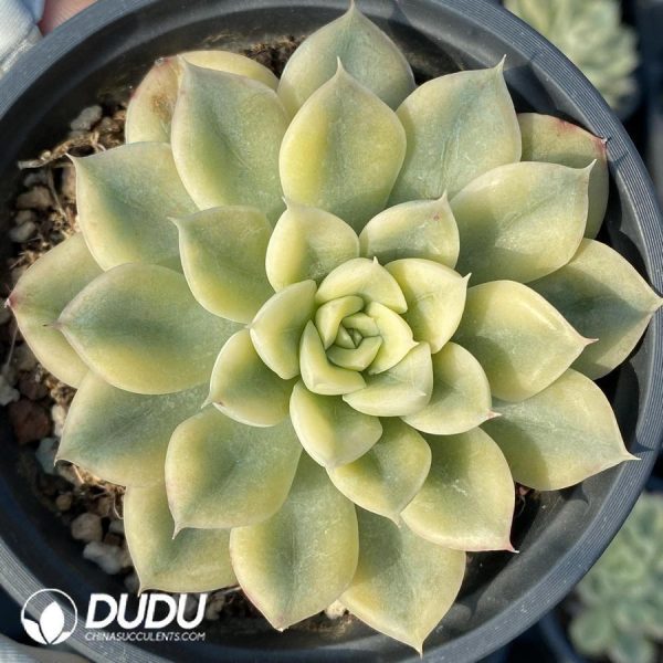 Echeveria Lake Baikal Variegated - Image 1