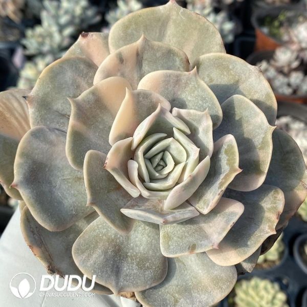 Echeveria Swan Lake - Image 1