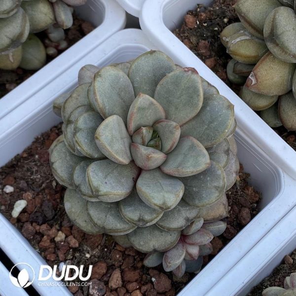 Pachyphytum Grape - Image 1