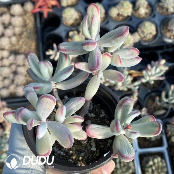 Cotyledon Orbiculata. Variegated Clustering - Image 1