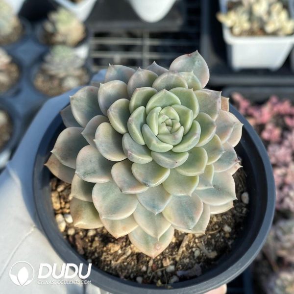 Echeveria Moon Fairy Variegated - Image 1