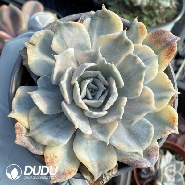 Echeveria Lola variegated - Image 1