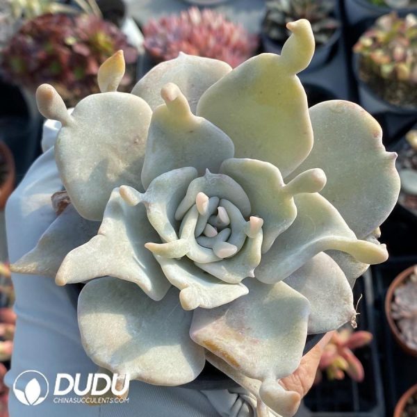 Echeveria Queen’s Crown - Image 1