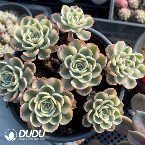 Echeveria Lenore Dean Clustering - Image 1