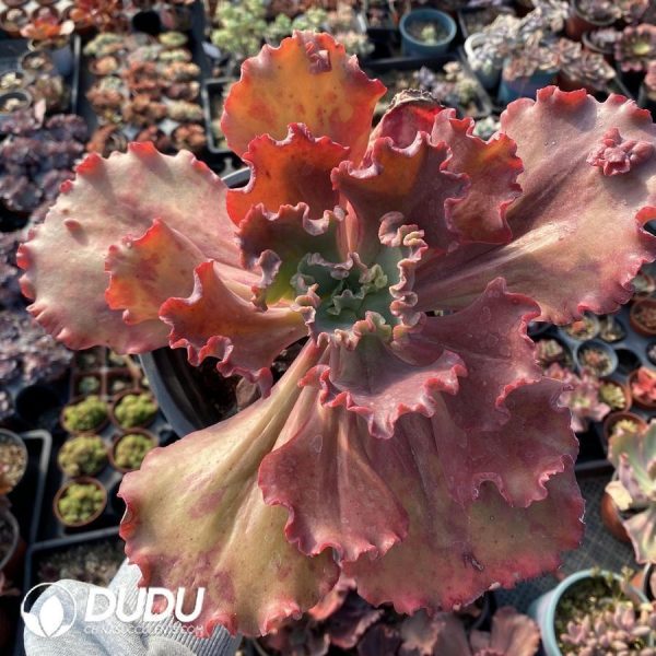 Echeveria Evening Dress - Image 1