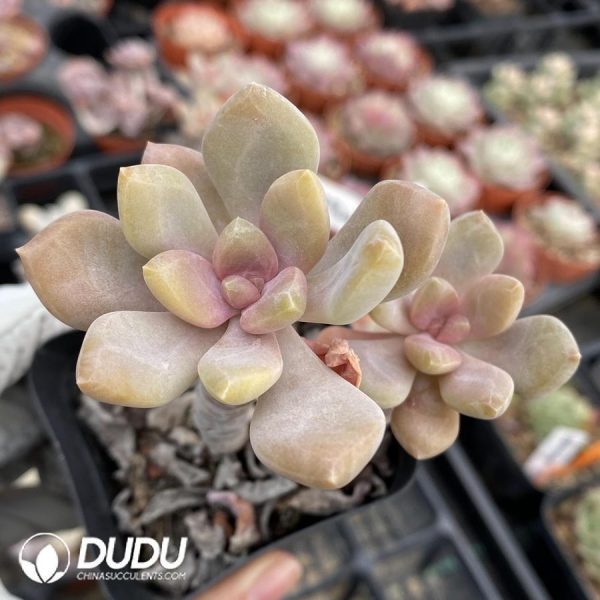 Pachyphytum Baby Finger - Image 1