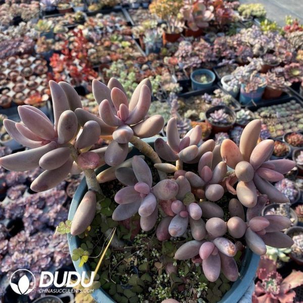 Pachysedum Ganzhou Clustering - Image 1
