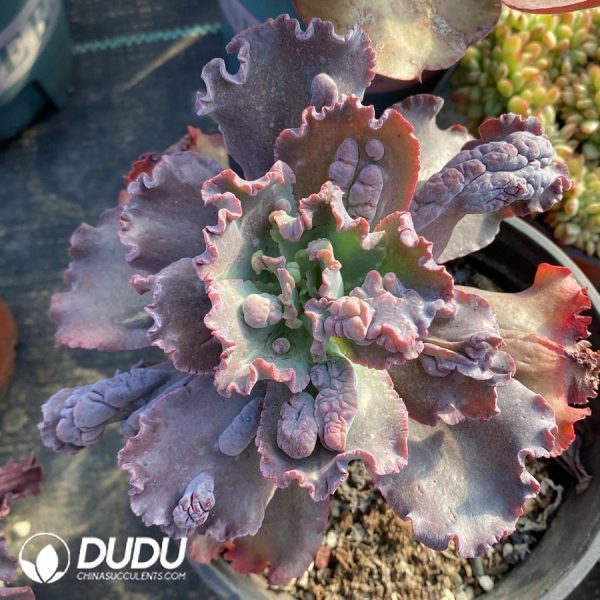 Echeveria Etna - Image 1