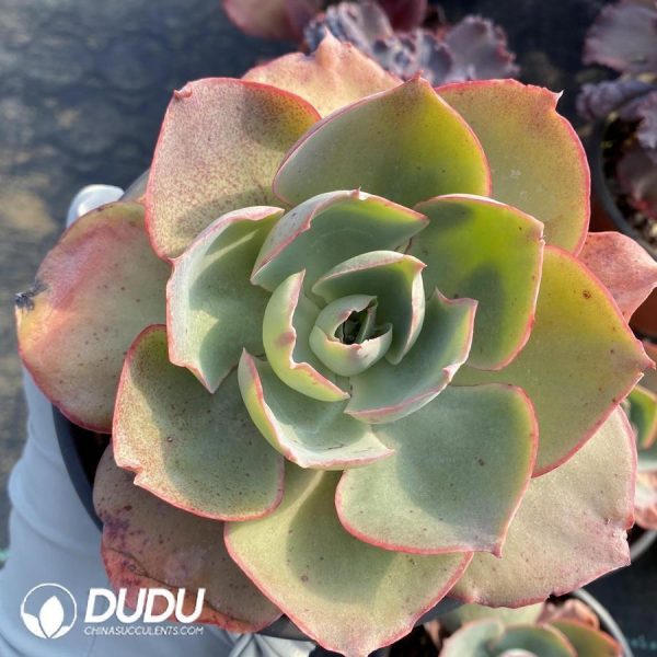 Echeveria Da Vinci code - Image 1