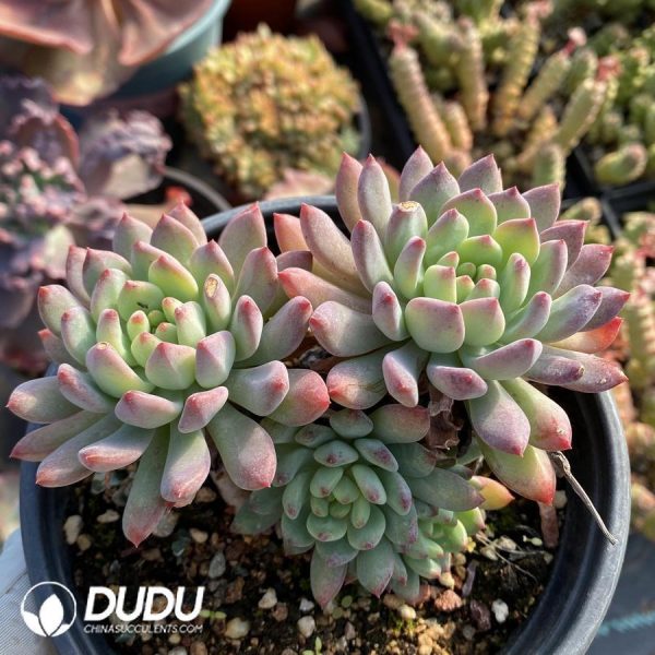 Echeveria Blue Elf Clustering - Image 1