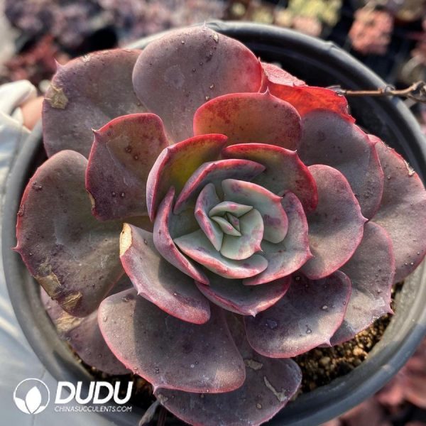 Echeveria Brinks Blue - Image 1