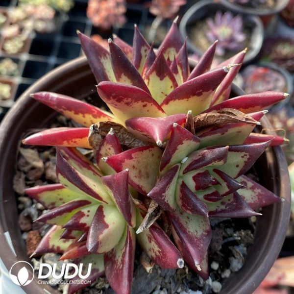 Echeveria Ebony - Image 1