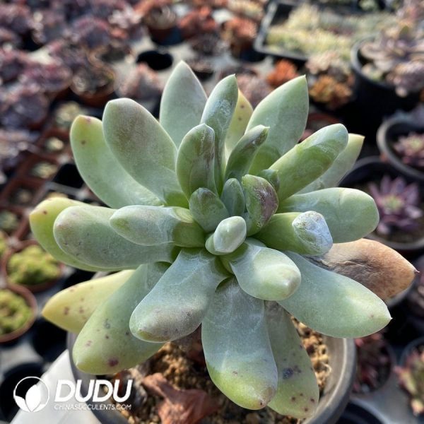 Echeveria Icarus - Image 1