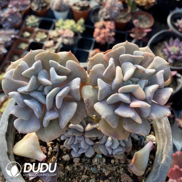 Echeveria cubic frost Variegated - Image 1