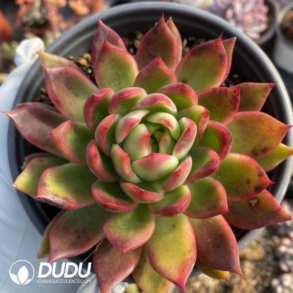 Echeveria Frank - Image 1