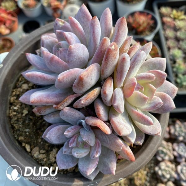 Echeveria Monroe Clustering - Image 1