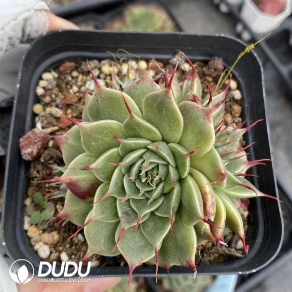 Graptoveria Silver Star - Image 1