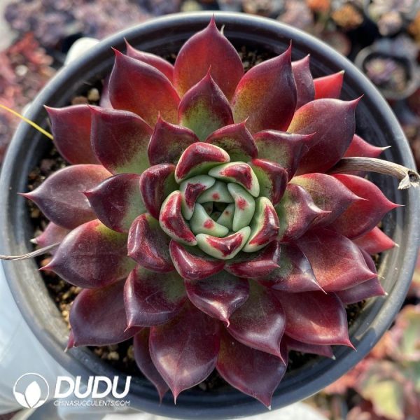 Echeveria eurychlamys - Image 1