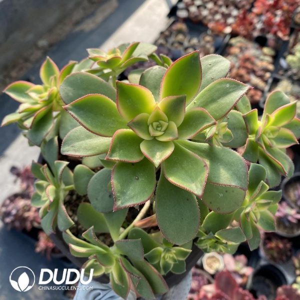 Aeonium decorum f. variegata - Image 1