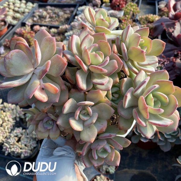 Echeveria Hakuhou - Image 1