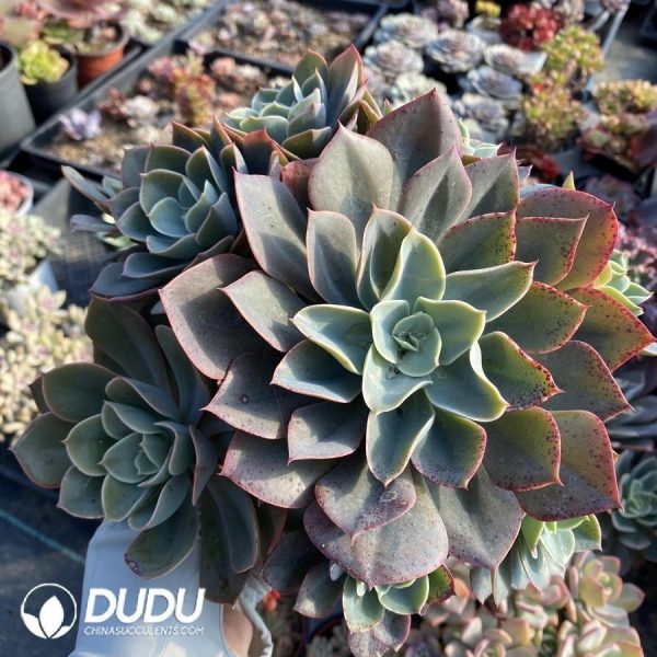 Echeveria Palazzo Blu - Image 1