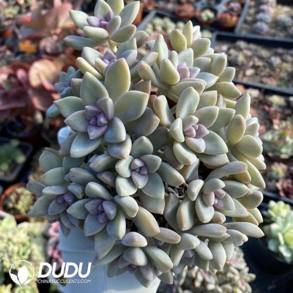 Graptopetalum Victor Kane Clustering - Image 1