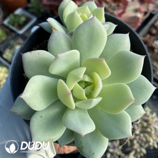 Echeveria truncata - Image 1